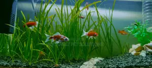 Customized Aquariums