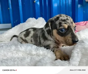 1-3 months Male Purebred Dachshund