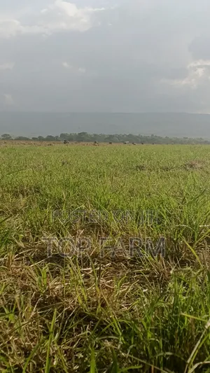 Boma Rhodes Seeds
