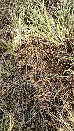 Boma Rhodes Seeds