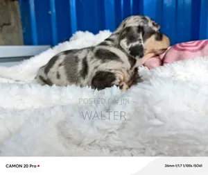 1-3 months Male Purebred Dachshund