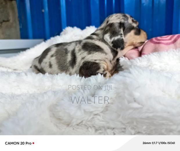 1-3 months Male Purebred Dachshund - thumbnail 2