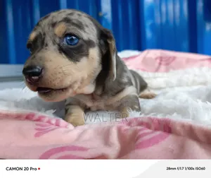 1-3 months Male Purebred Dachshund