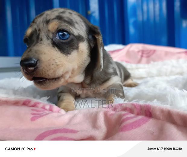 1-3 months Male Purebred Dachshund - thumbnail 3