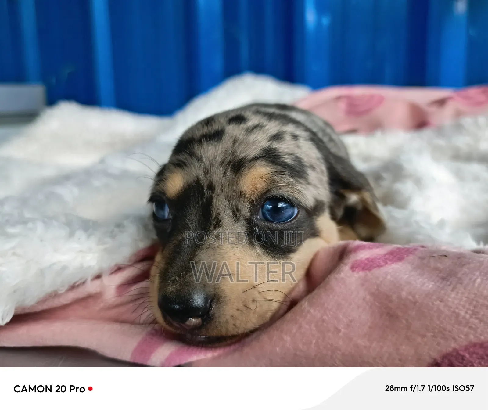 1-3 months Male Purebred Dachshund