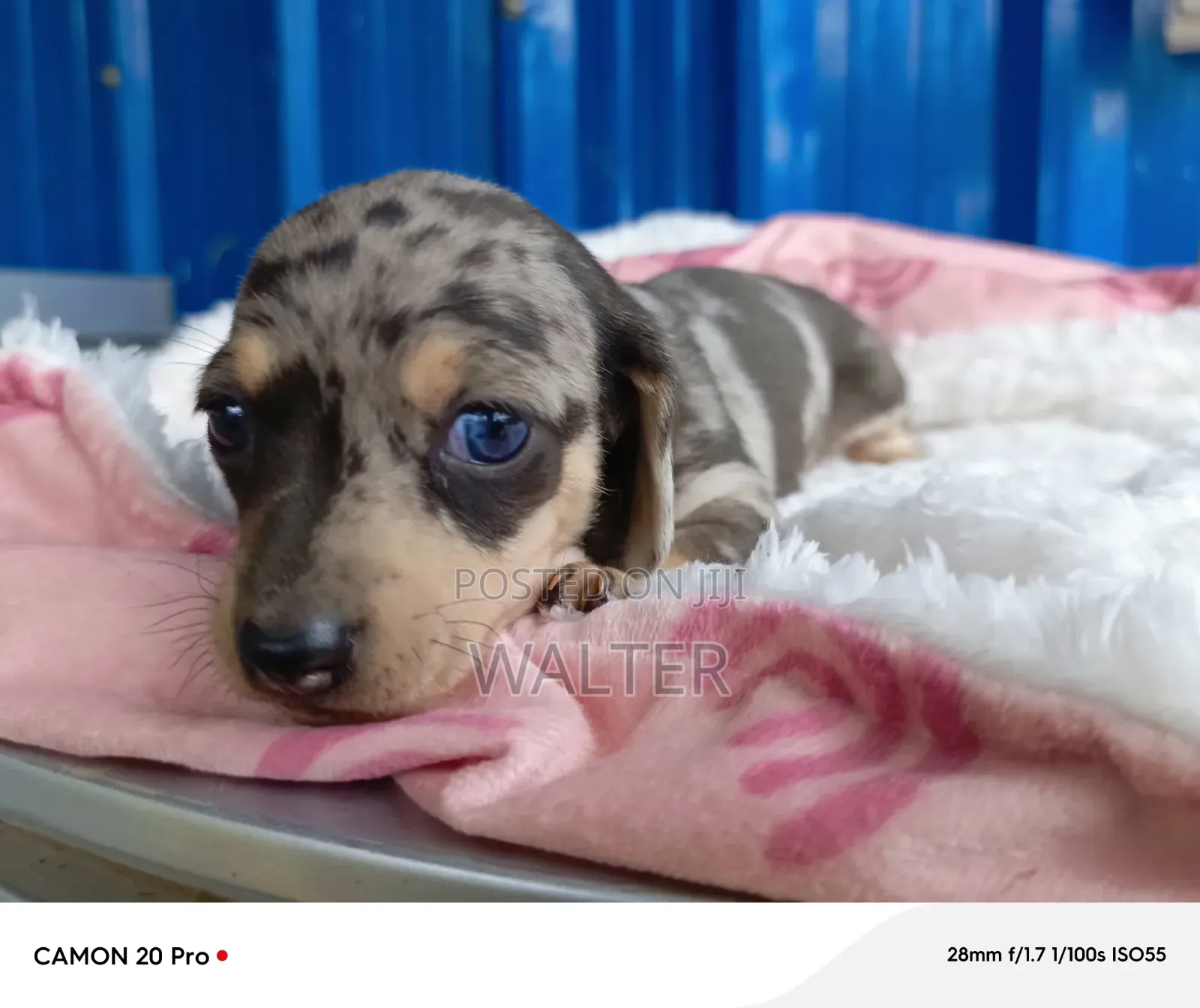 1-3 months Male Purebred Dachshund