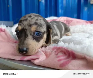 1-3 months Male Purebred Dachshund