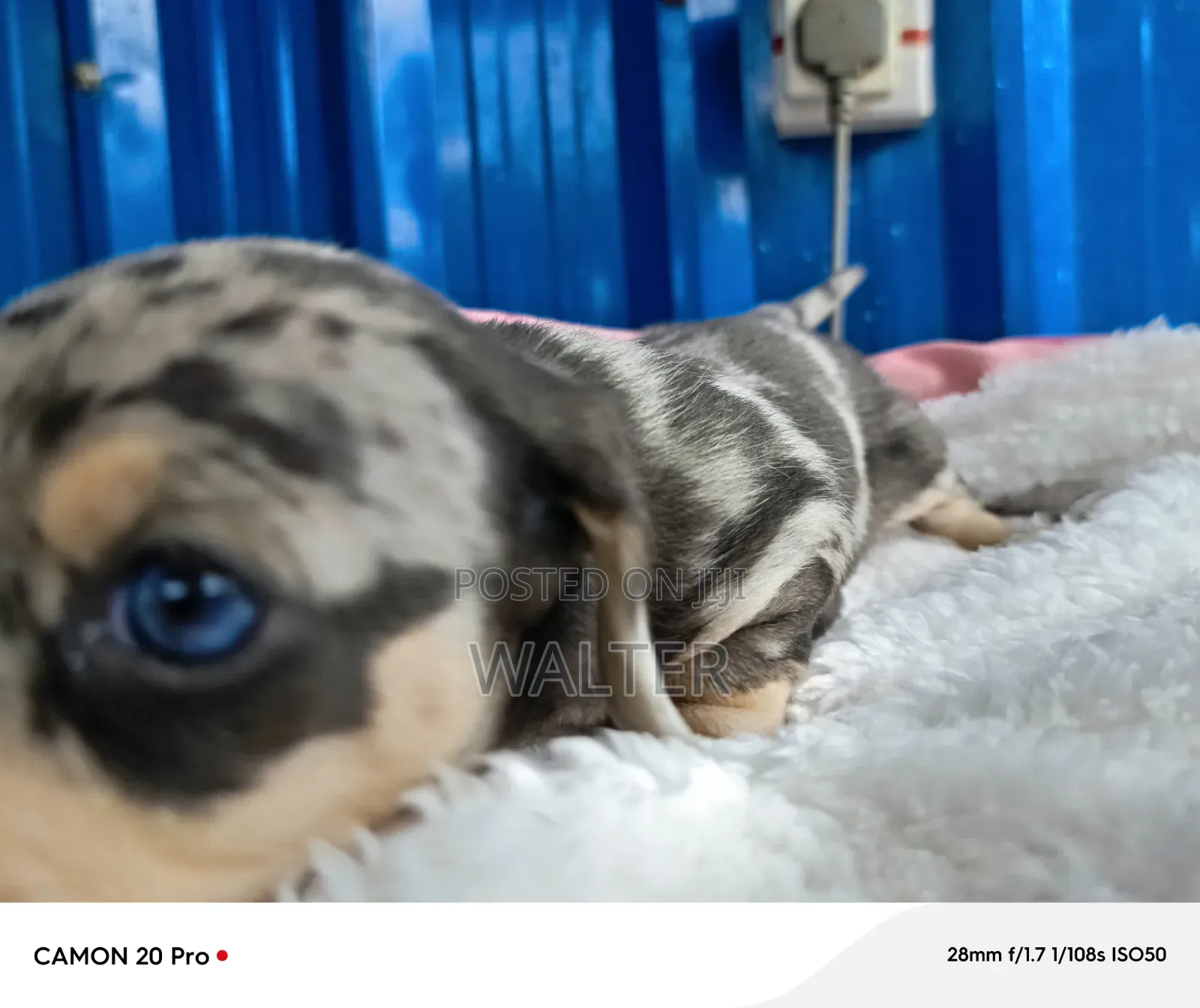 1-3 months Male Purebred Dachshund