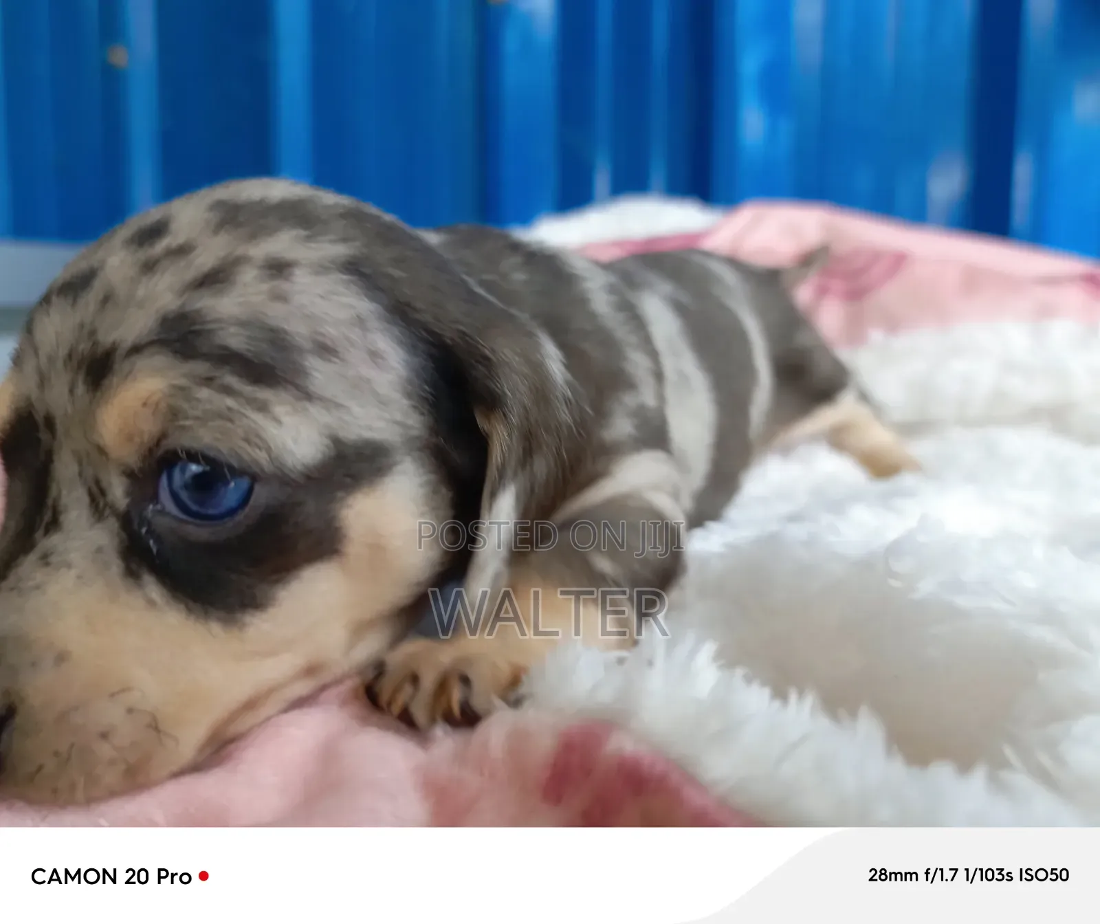 1-3 months Male Purebred Dachshund