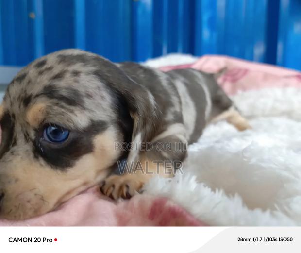 1-3 months Male Purebred Dachshund - thumbnail 7