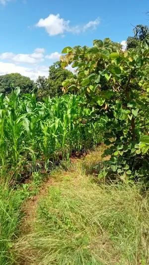 2acre for Sale at Maragua Ridge