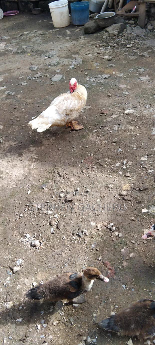 Ducks Kiengei, - thumbnail 2