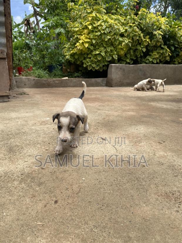 1-3 months Female Mixed Breed Jack Russell Terrier - thumbnail 2