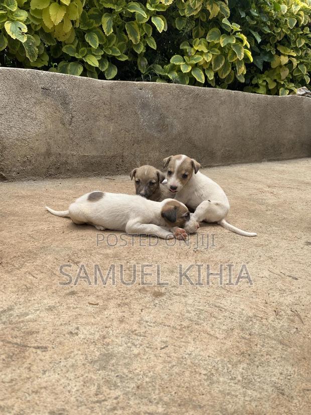 1-3 months Female Mixed Breed Jack Russell Terrier - thumbnail 3