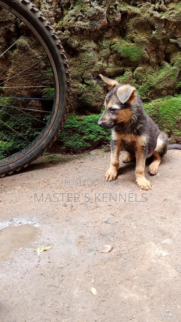 1-3 months Male Purebred German Shepherd