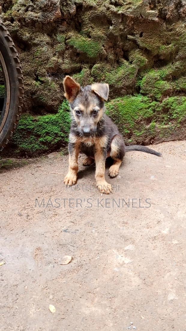 1-3 months Male Purebred German Shepherd - thumbnail 2