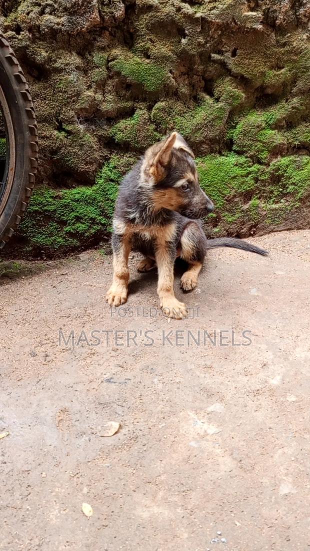 1-3 months Male Purebred German Shepherd - thumbnail 3