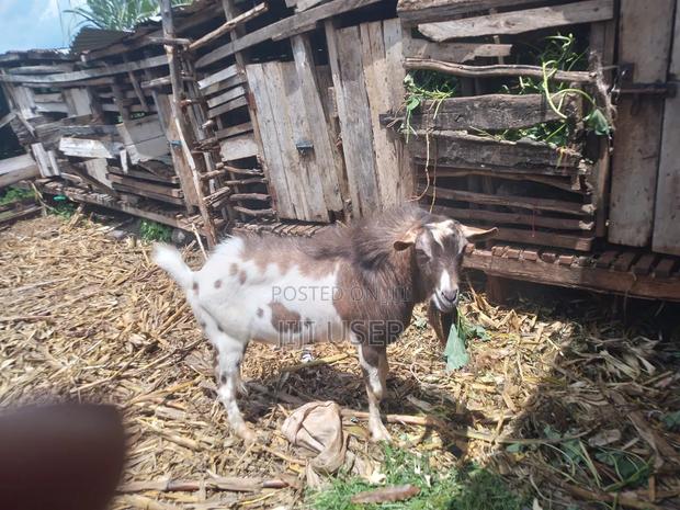 Toggenburg He-Goat