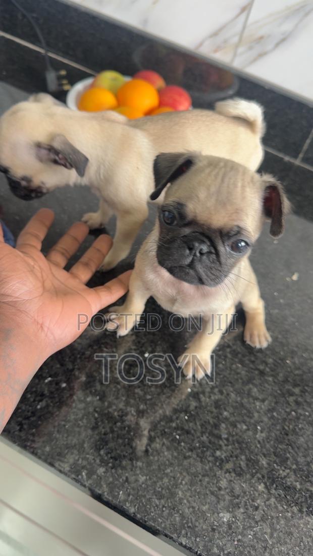 1-3 months Male Purebred Pug - thumbnail 2
