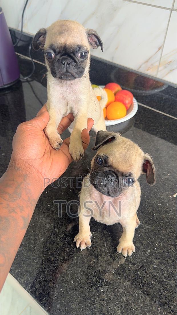 1-3 months Male Purebred Pug