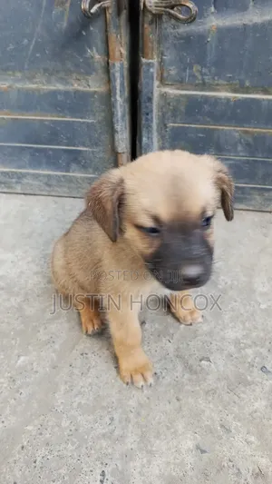 1-3 months Male Mixed Breed German Shepherd