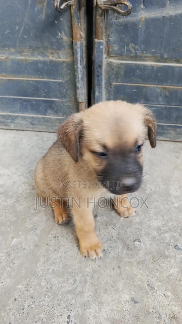 1-3 months Male Mixed Breed German Shepherd