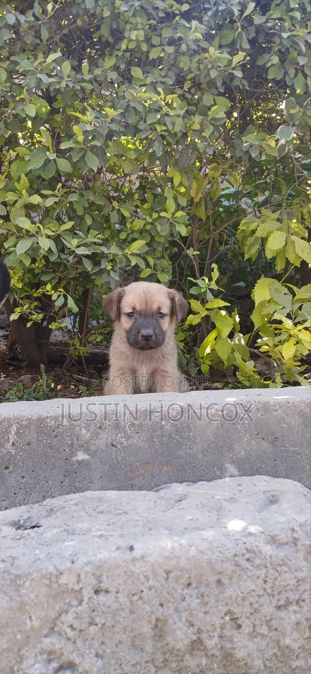 1-3 months Male Mixed Breed German Shepherd - thumbnail 3