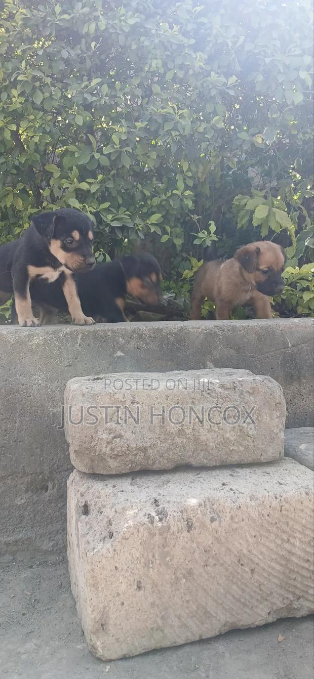 1-3 months Male Mixed Breed German Shepherd - thumbnail 5