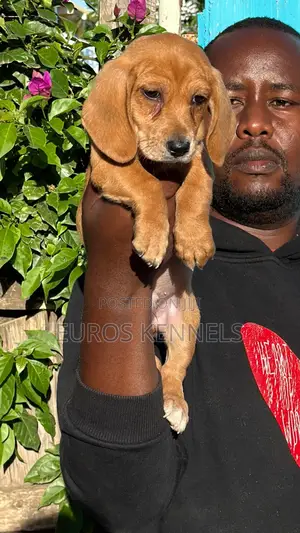 1-3 months Male Purebred Dachshund