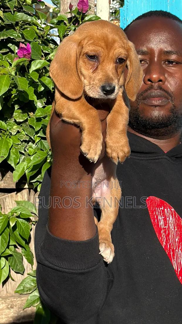 1-3 months Male Purebred Dachshund