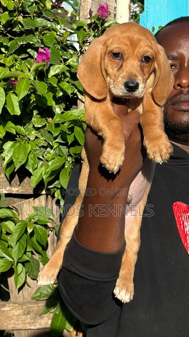 1-3 months Male Purebred Dachshund - thumbnail 2