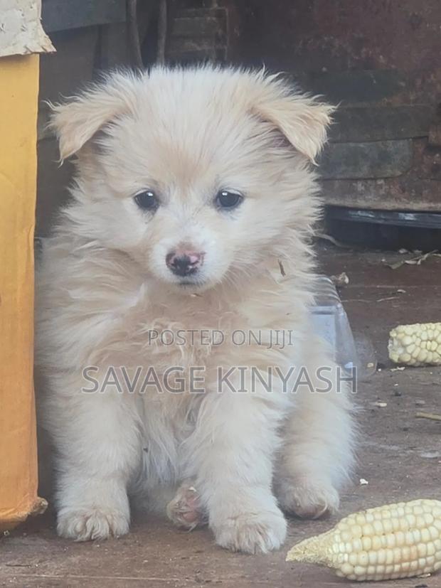 1-3 months Male Mixed Breed Japanese Spitz