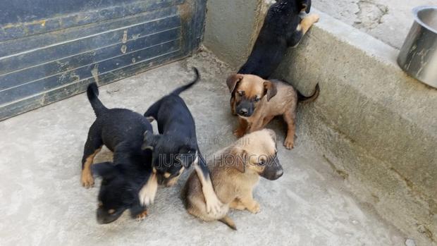 1-3 months Male Mixed Breed German Shepherd - thumbnail 2