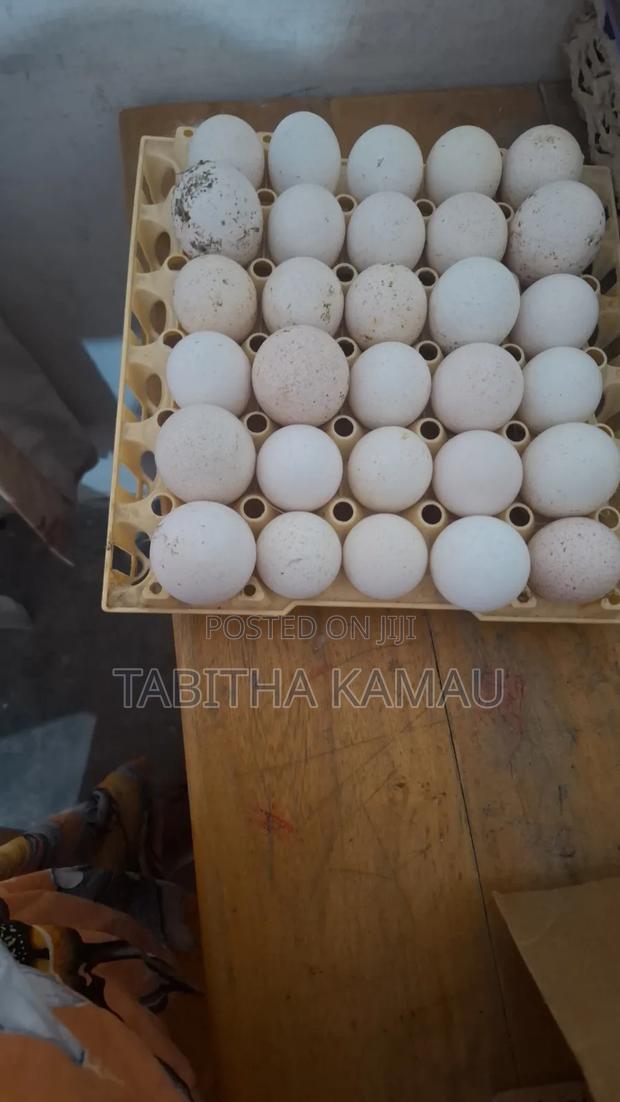 Turkey Eggs