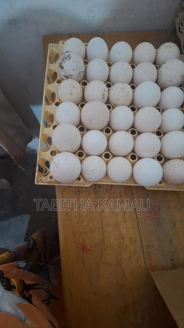 Turkey Eggs - thumbnail 2