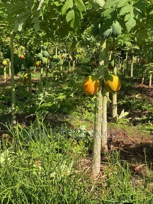 50 Acres in Embu Mbele North , Ready Title Deed