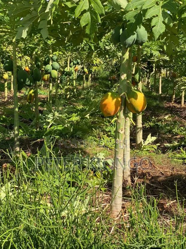 50 Acres in Embu Mbele North , Ready Title Deed