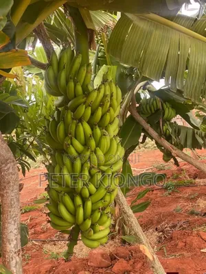 50 Acres in Embu Mbele North , Ready Title Deed