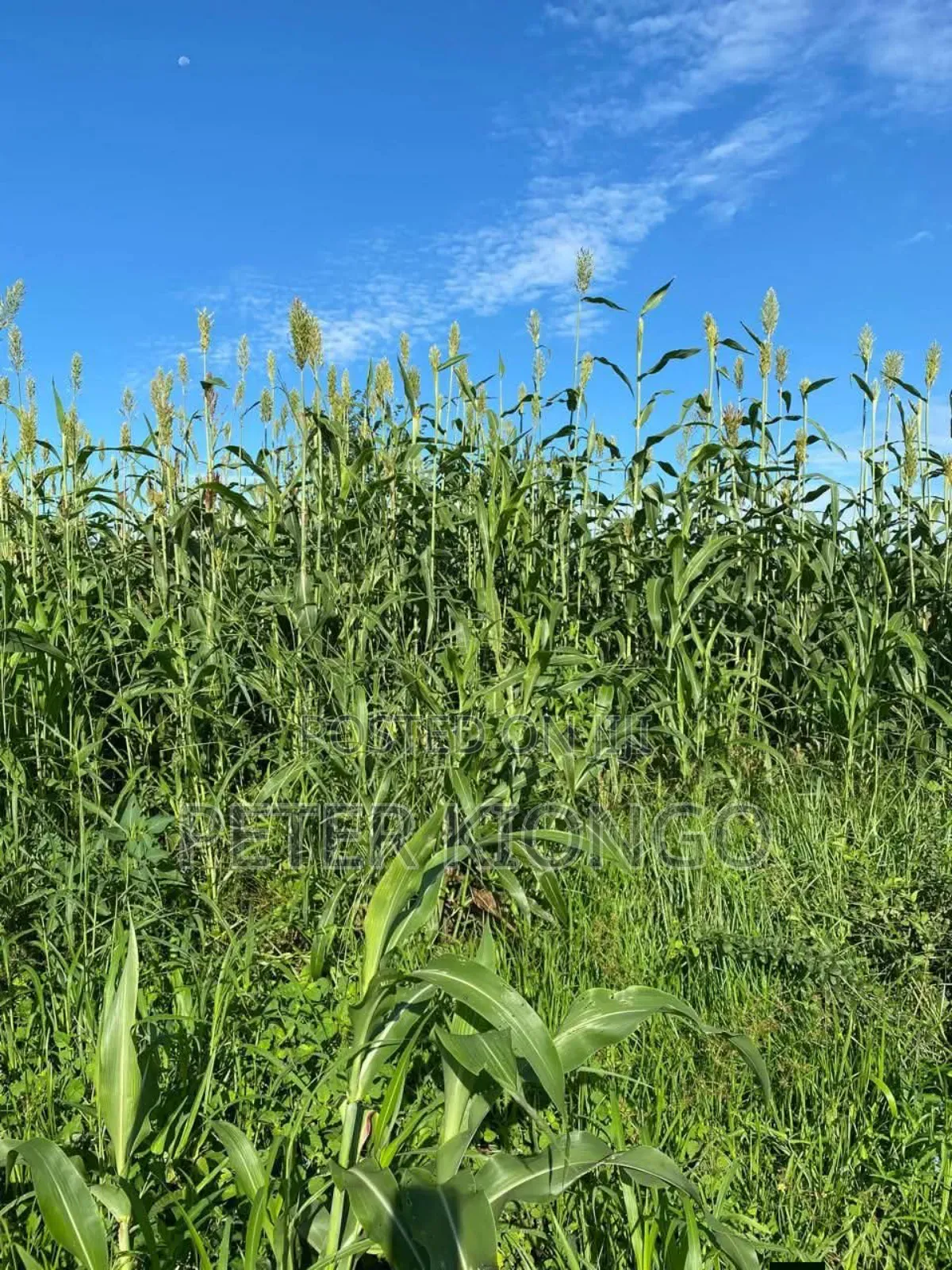 50 Acres in Embu Mbele North , Ready Title Deed
