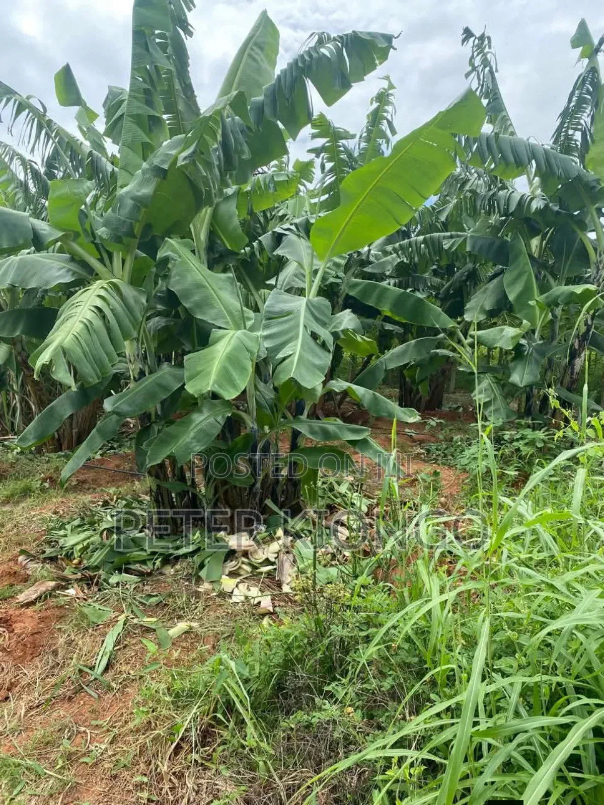 50 Acres in Embu Mbele North , Ready Title Deed