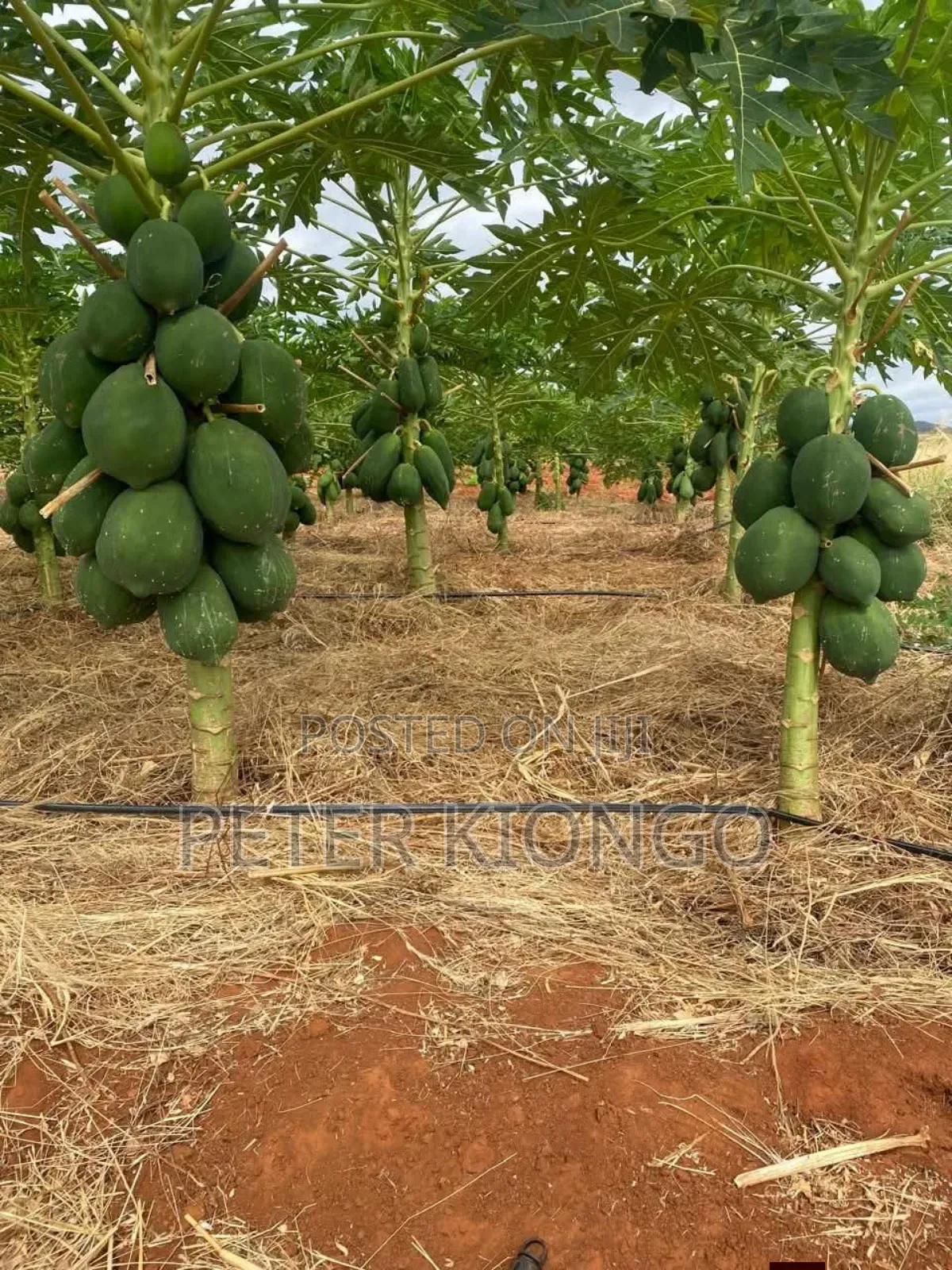 50 Acres in Embu Mbele North , Ready Title Deed