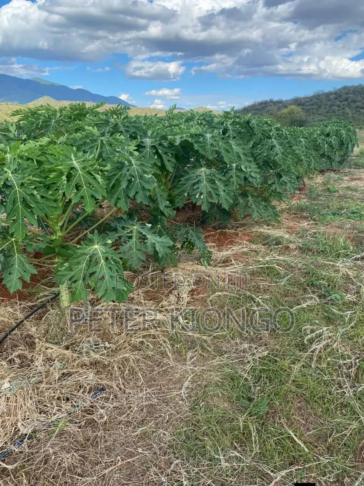 50 Acres in Embu Mbele North , Ready Title Deed