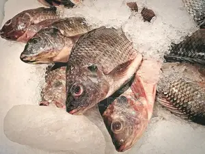 Fresh Nile Tilapia
