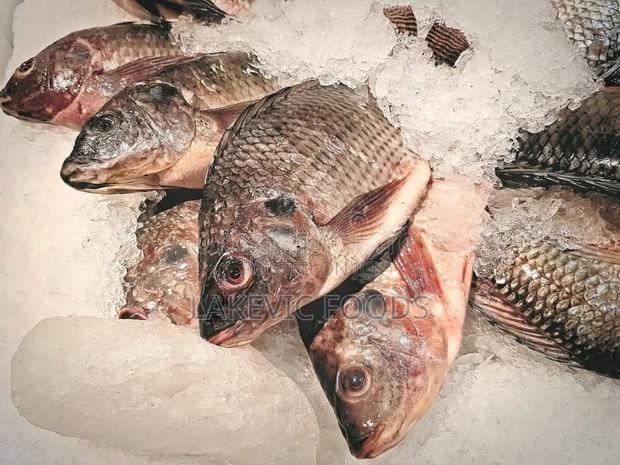 Fresh Nile Tilapia
