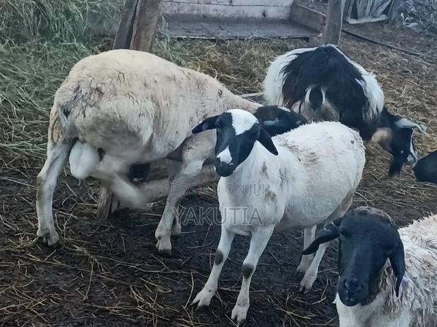 Pure Dorper Rams - thumbnail 4