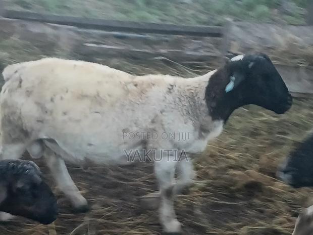 Pure Dorper Rams - thumbnail 5