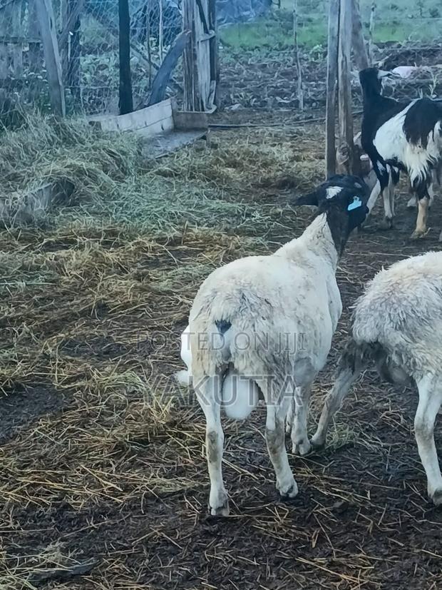 Pure Dorper Rams - thumbnail 6