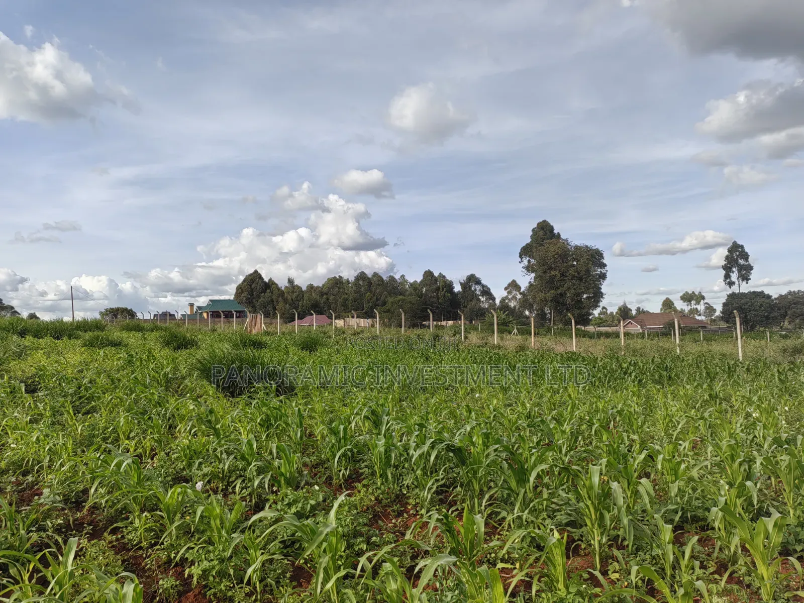 100x100 Plot Gikambura Kiambu County.