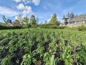 Quarter Acre for Sale in Ruai Nairobi County.