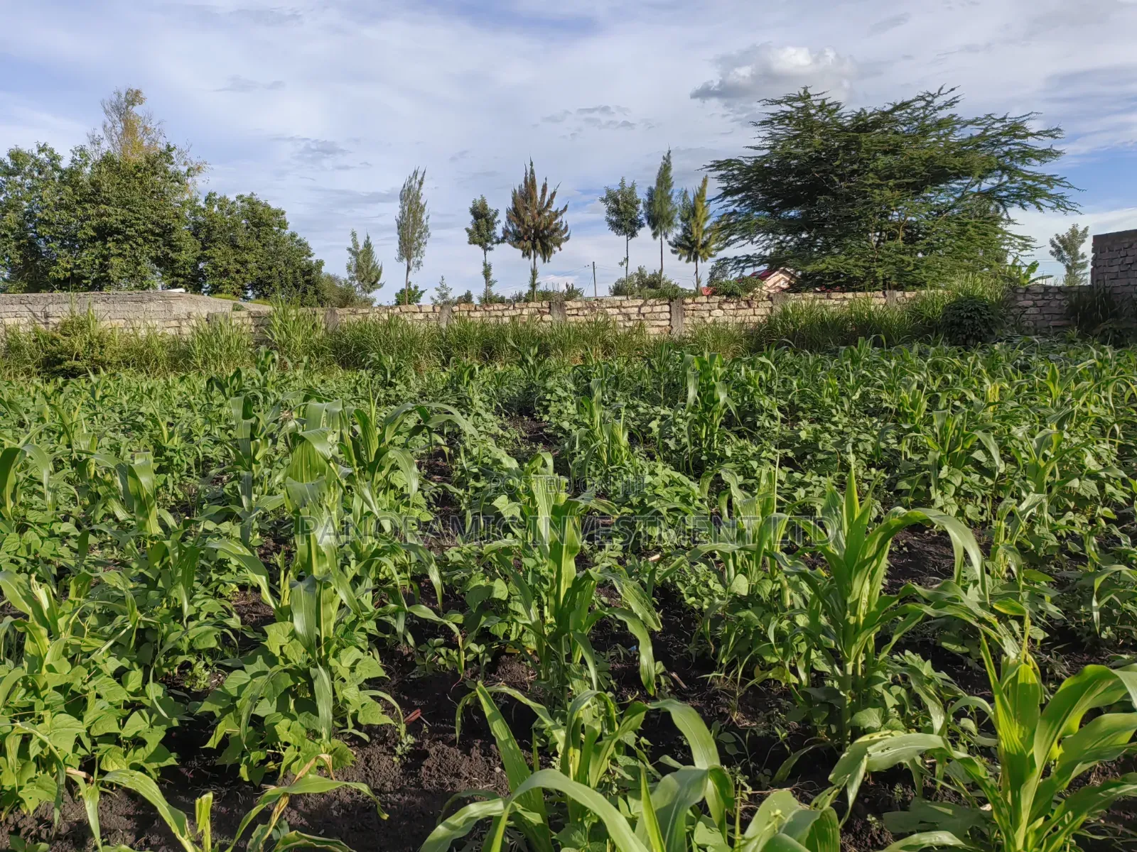 Quarter Acre for Sale in Ruai Nairobi County.